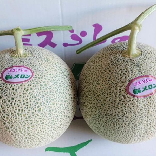 【予約販売】7月中旬から順次発送予定　吉中さんの富良野メロン・北海道富良野市の山部地区より直送（1.6kg以上2玉）