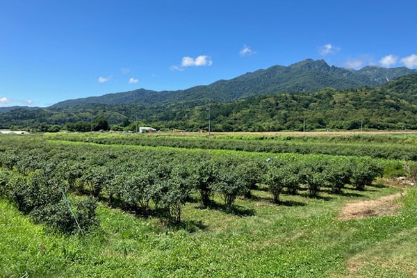 【送料込】「富良野市山部・冷凍ハスカップ１kgパック」 摘みたての美味しさをそのままギュッと冷凍！栄養たっぷり！！
